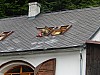 DSCN0487.jpg