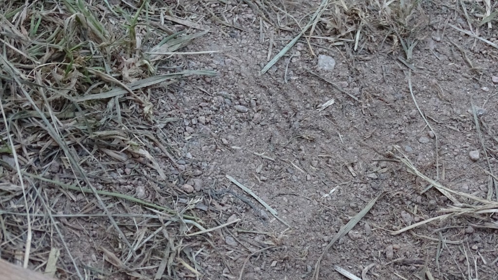 DSC08606.jpg