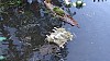 DSC08332.jpg