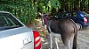 DSC05307.jpg